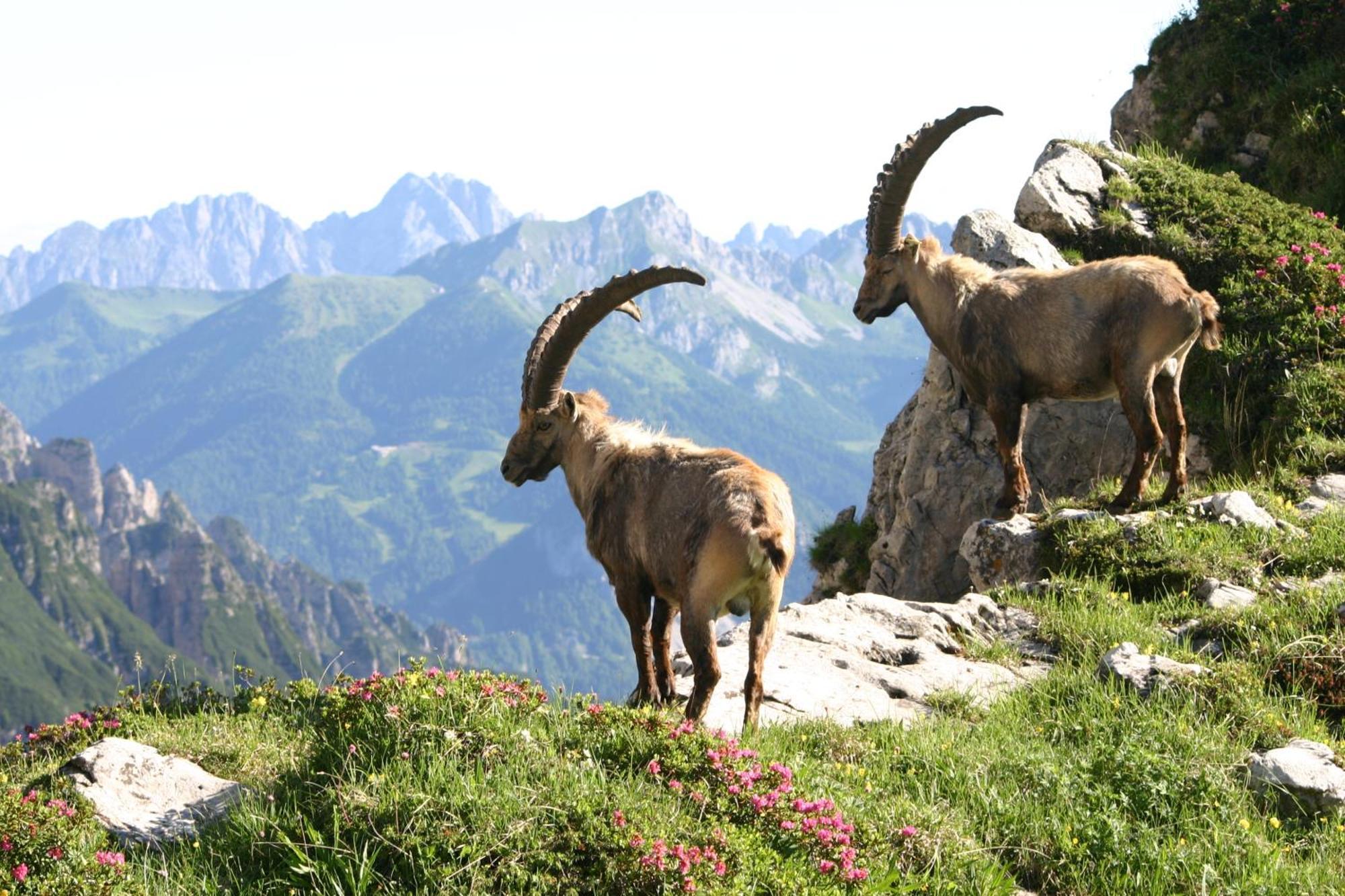 Hotel Davost Forni di Sopra Εξωτερικό φωτογραφία